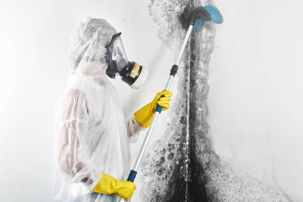 Best Black Mold Removal  in Worthgton, IN